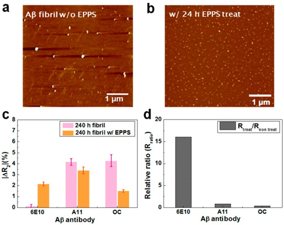 TEM images using Aβ40 oligomers
